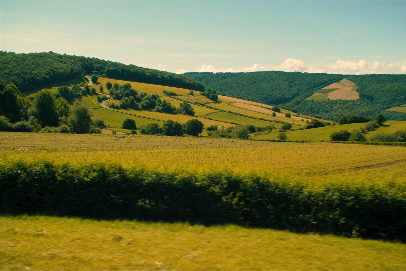 Collines et haies de la campagne alsacienne dans la lumière de fin d'après-midi